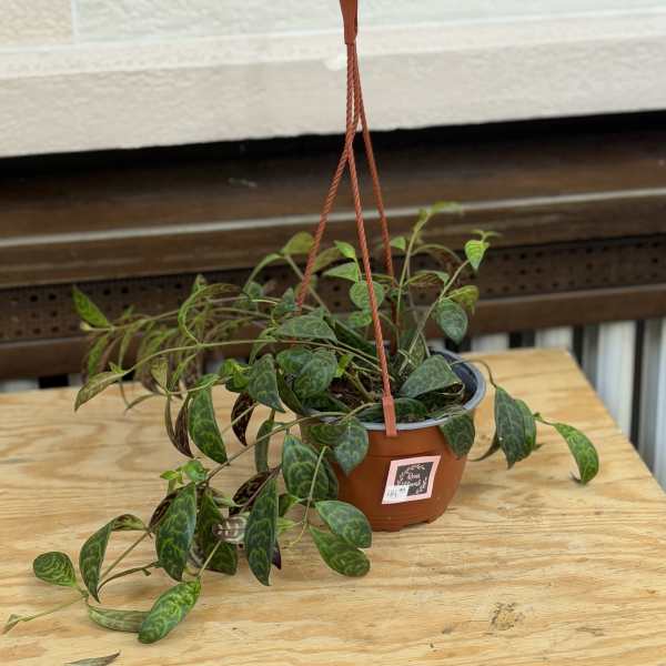 Hanging Black Lipstick Plant