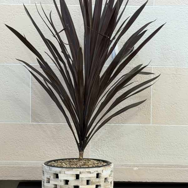Rustic Pot Cordyline
