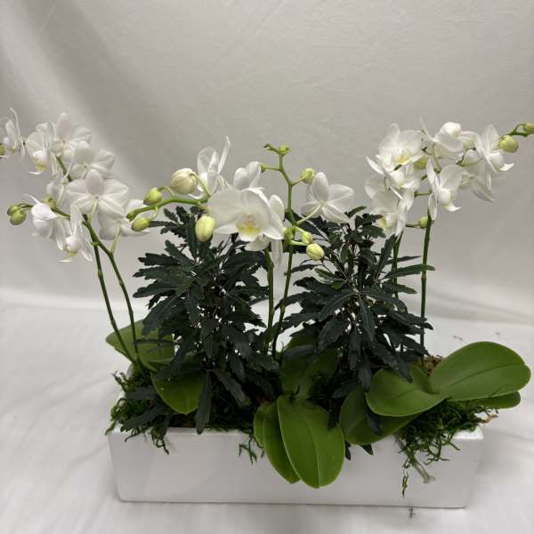 Orchid Planter