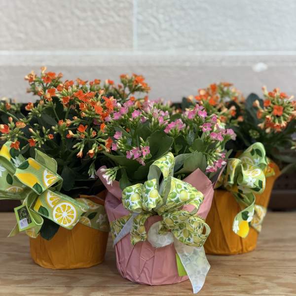 Summer Kalanchoe Special