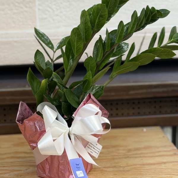 6" Wrapped ZZ Plant