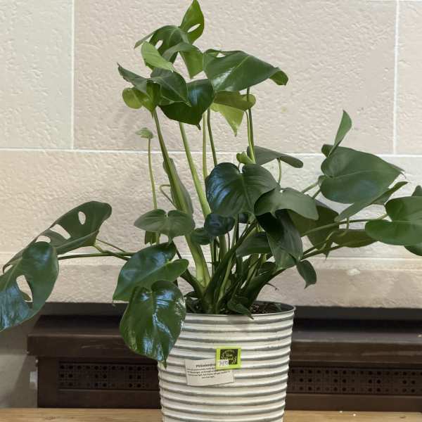 8" Tin Bucket Monstera