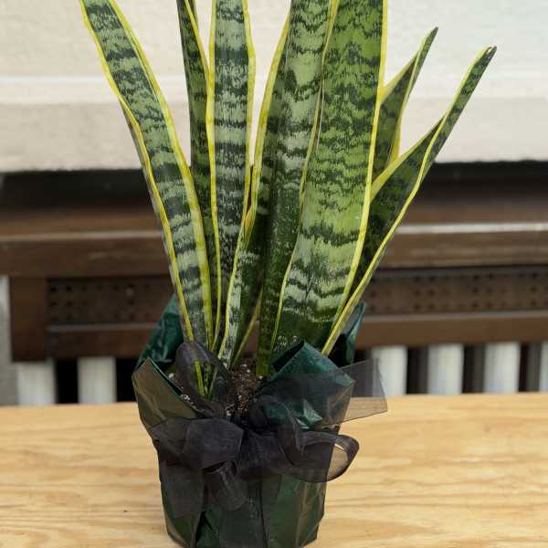 Potted snake plant with tall variegated green leaves