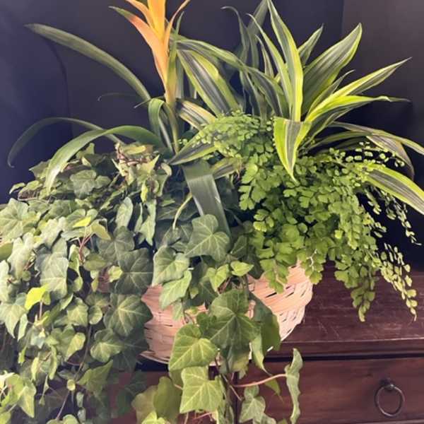 Exotic Garden
