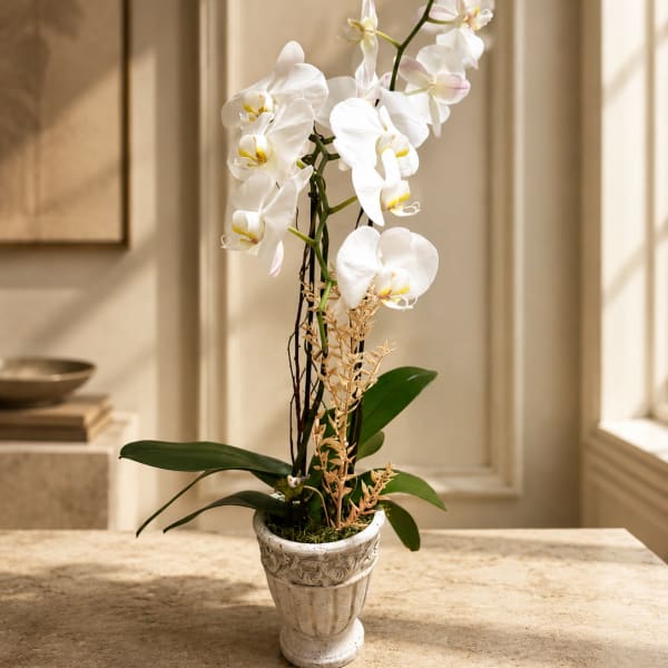 Orchid Garden