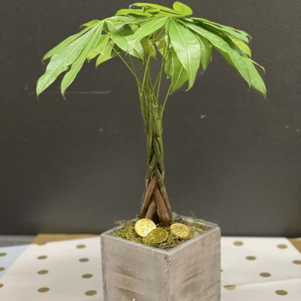 Money box