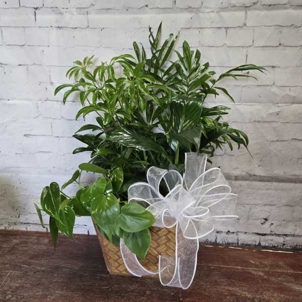 Garden in a Box