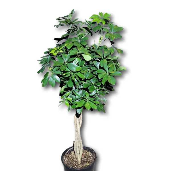 Potted indoor tree with glossy green leaves in a black nursery pot