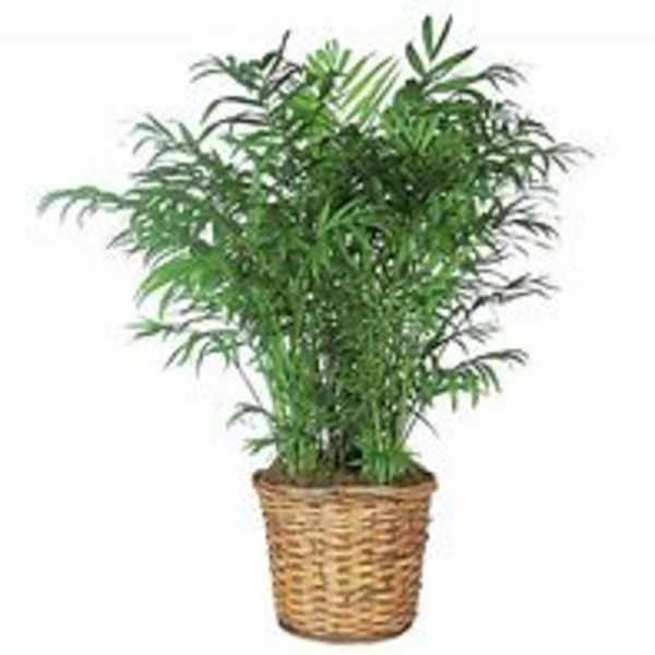 Potted green palm plant in a woven basket