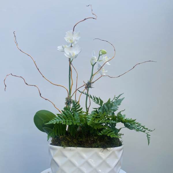 White orchids in a white ceramic planter with fern foliage and curly branches