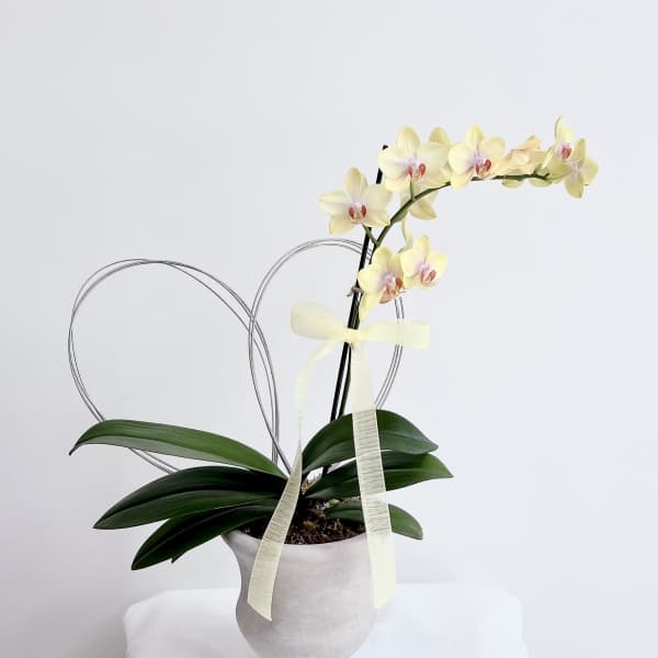 Bright Day Orchid