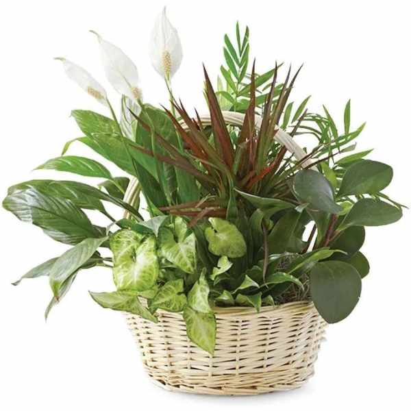 Traditional Dish Garden