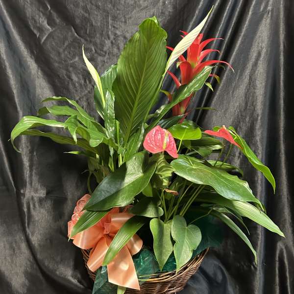 DELUXE DISH GARDEN