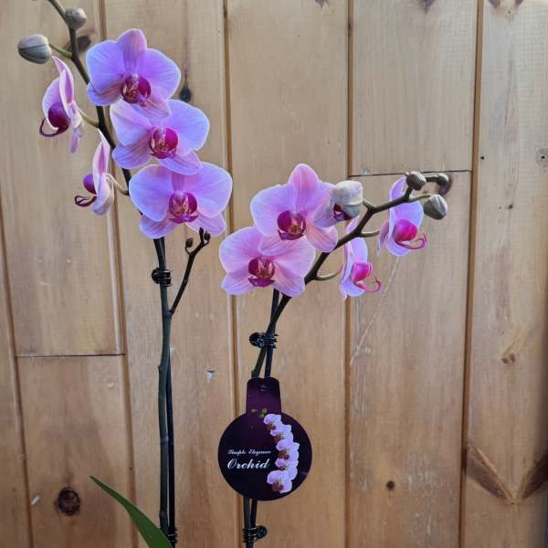 Orchid