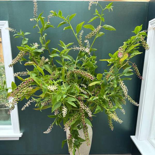 Pokeweed branches