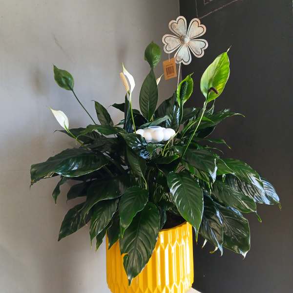 Potted peace lily arrangement with white blooms in a yellow planter