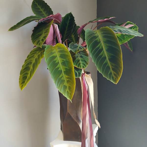 Potted tropical plant with large green and pink leaves in a tall wrapped container