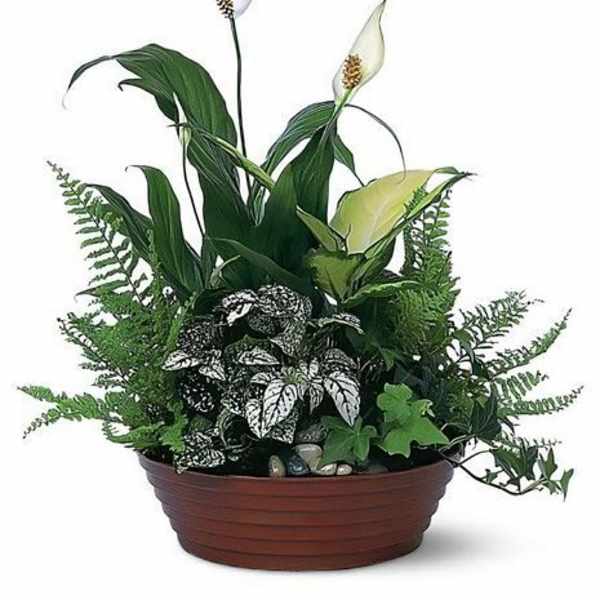 Dishgarden