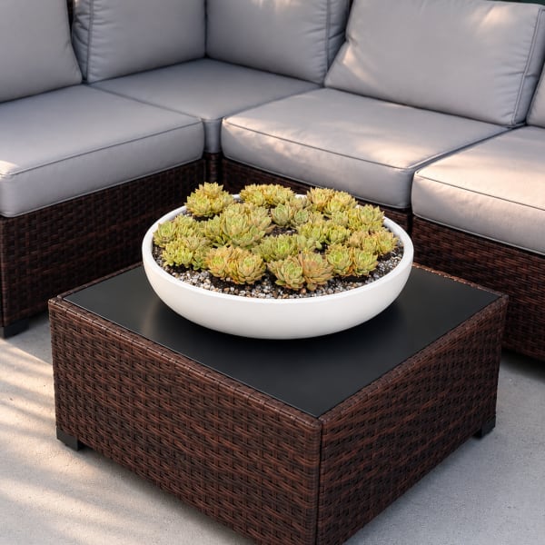 Succulent Arrangement –15 Succulent Plant Elegant Design