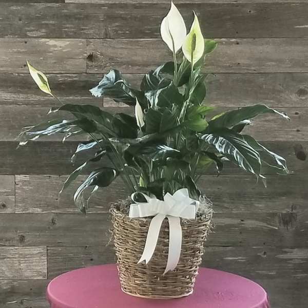 Potted peace lily in a woven basket with a white ribbon