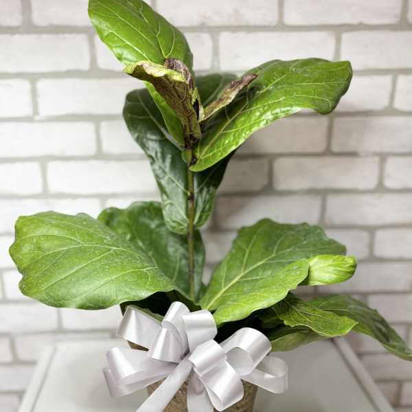Potted green fiddle leaf fig plant with a white ribbon bow
