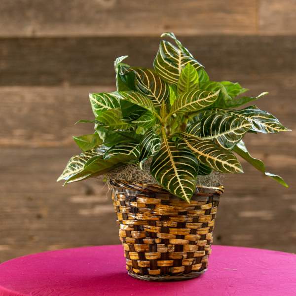 Potted croton plant in a woven basket planter