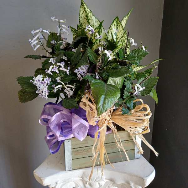 Potted flowering plant arrangement in a wooden box with purple ribbon