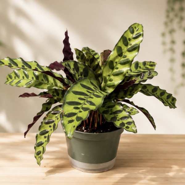 Calathea Rattlesnake Plant