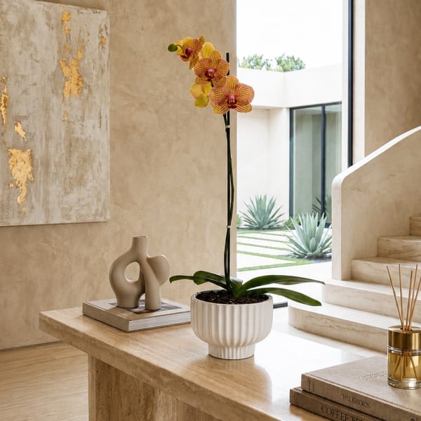 Potted orchid with yellow and red blooms in a white planter