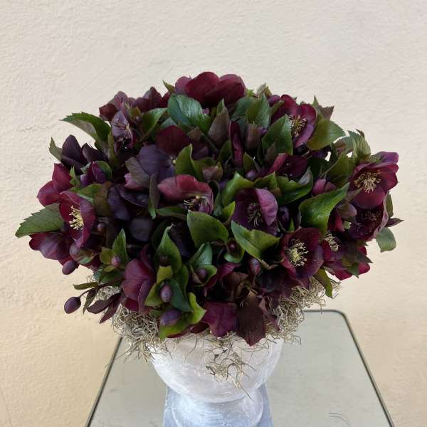 Lenten Rose