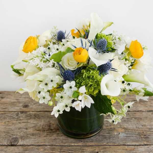 Whimsy Plus