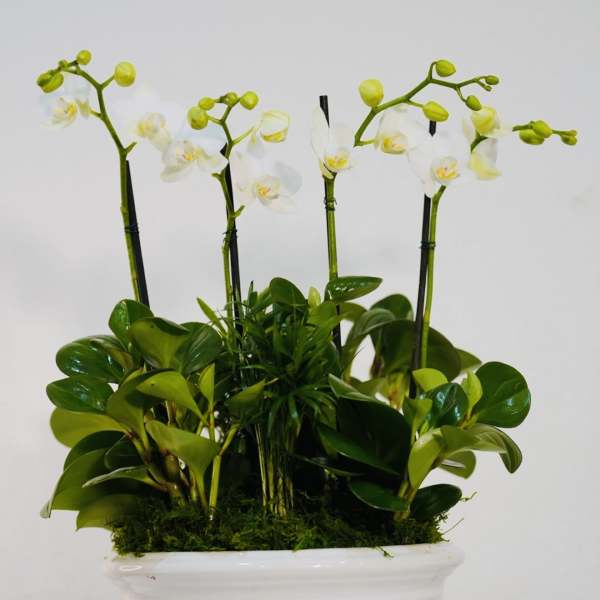 Luxury White Orchid Garden – Signature Collection