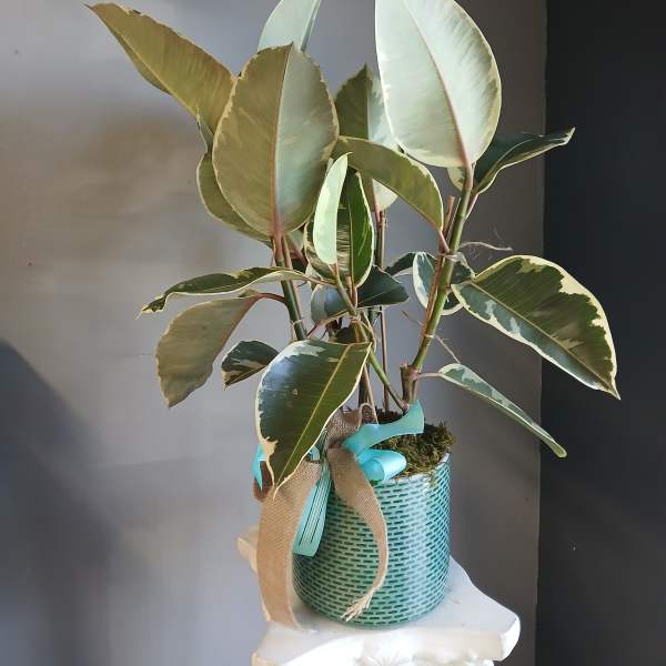 Variegated rubber plant in a turquoise basket with a ribbon