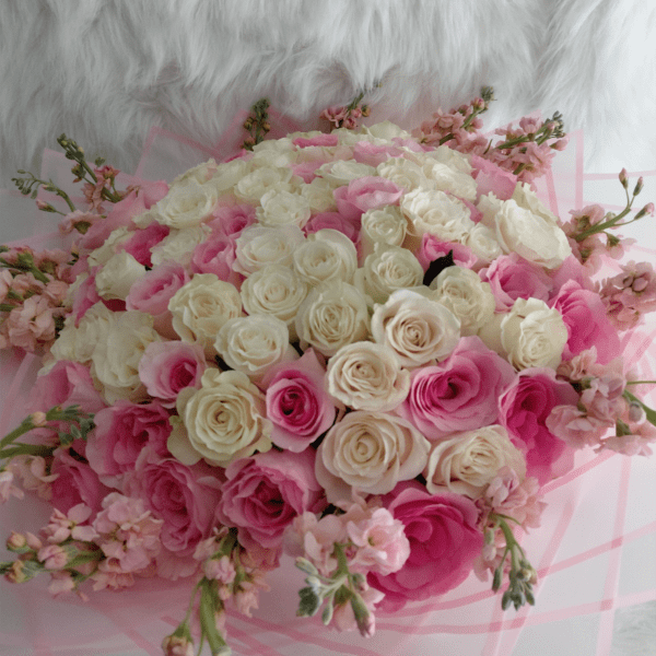 100 Rosas rosadas y blanca. Pink and white roses .