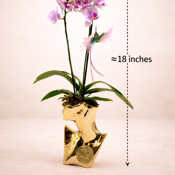 Pink orchid plant in a gold decorative pot with an 18-inch height marker