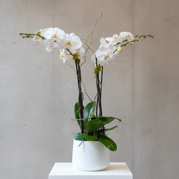 2 Double stemmed orchids