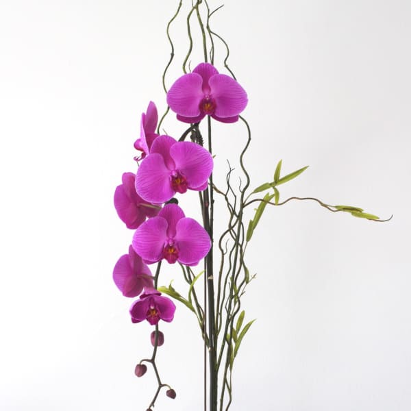 Tall magenta orchid plant in a white pot