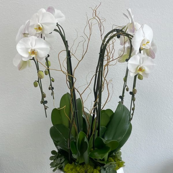 White orchids in a faceted white pot with green succulents and moss