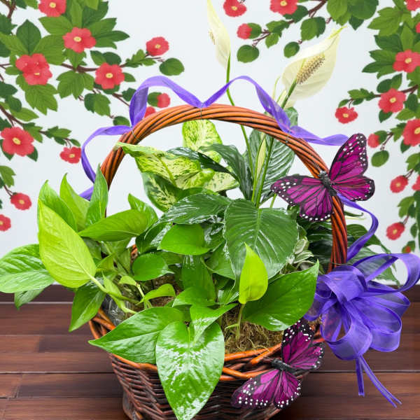 Potted green plant in a wicker basket with purple ribbon and butterfly decorations