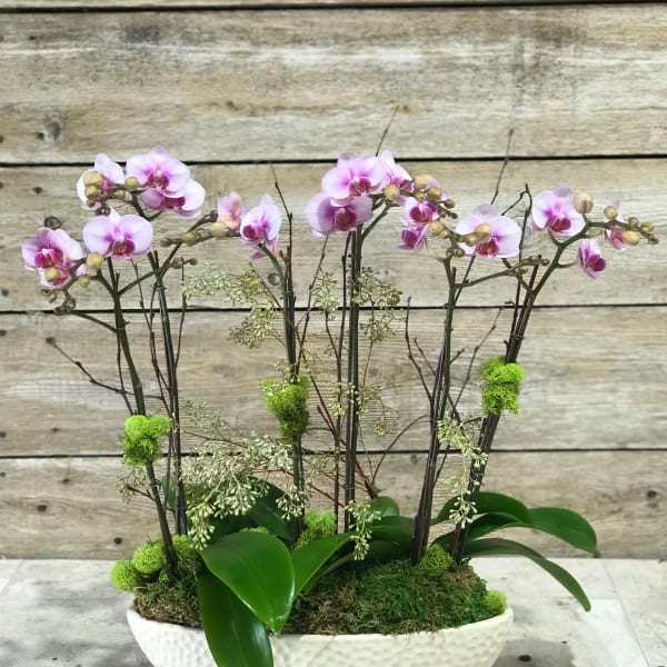 Pink orchids arranged in a white bowl planter