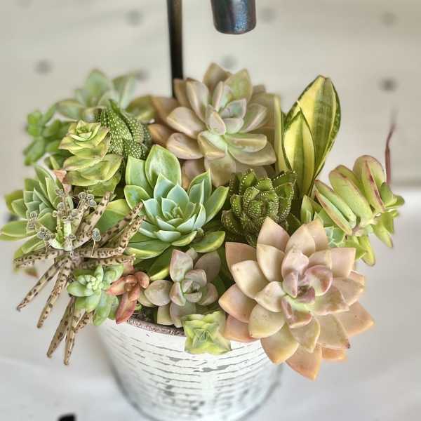 Succulent arrangement in a white container with a metal spout topper