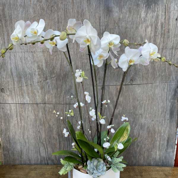 White orchid arrangement in a white container with succulents