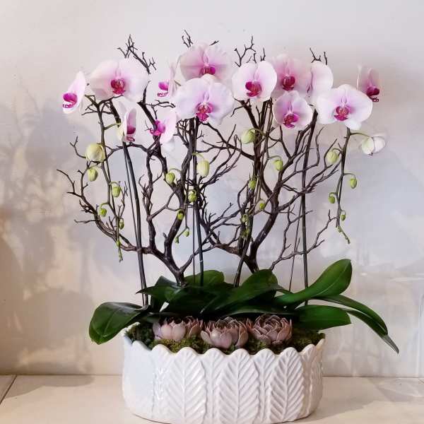Pink orchid arrangement in a white ceramic planter with succulents