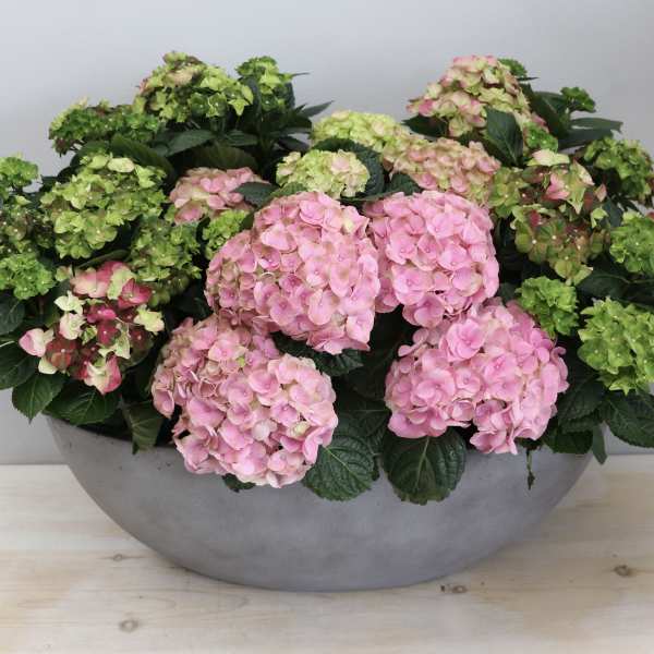 Low gray bowl planter filled with pink and green hydrangea blooms