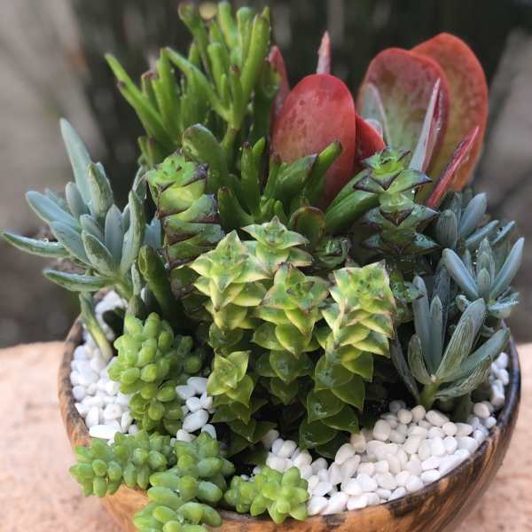 Succulent arrangement in a shallow bowl with white pebbles