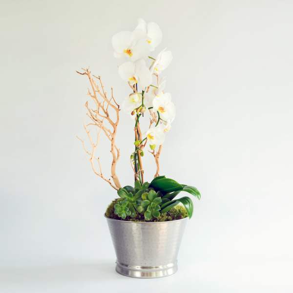Voila Orchid