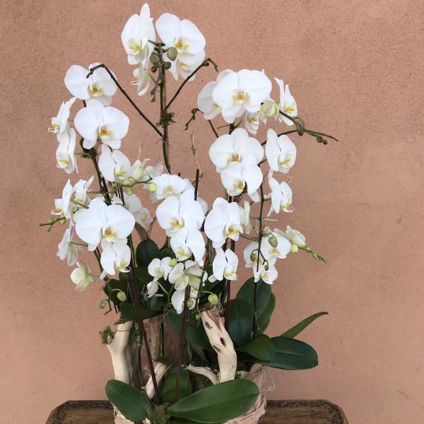 White orchids arranged in a rustic wooden container