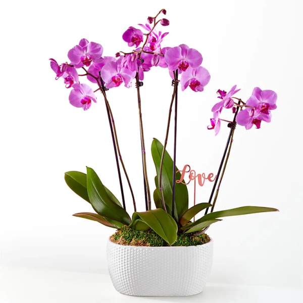Pink orchids in a white textured pot with a small "Love" sign