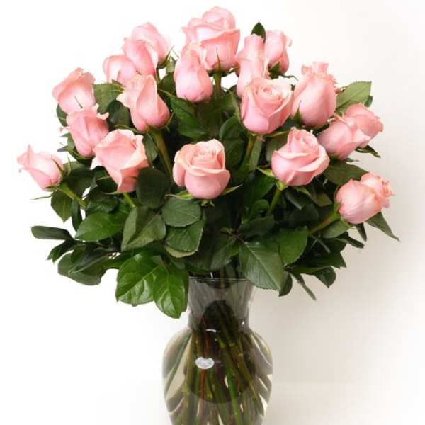 Two Dozen Soft Pink Roses