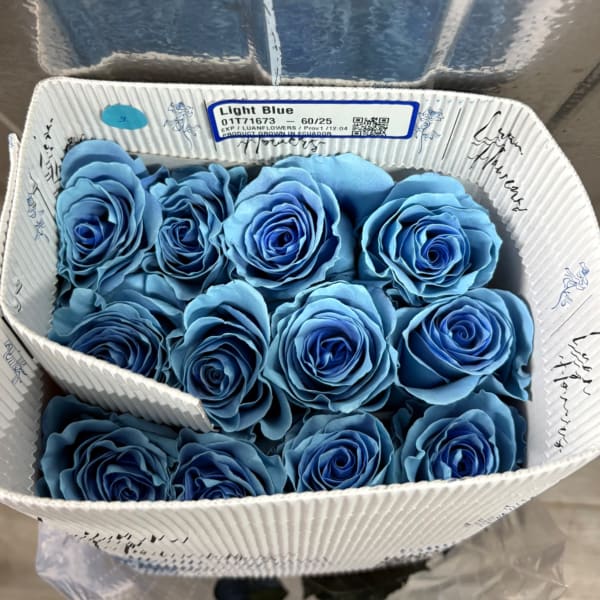 LIGHT BLUE BUNDLE
